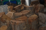 Αποχρώσεις του ξύλου της μουριάς