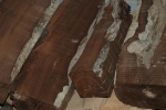 Αποχρώσεις του ξύλου της μαύρης μουρνιάς (άνω των 500 ετών)